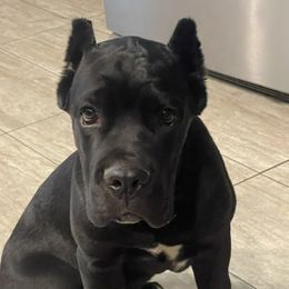 Rolex - Cane Corso