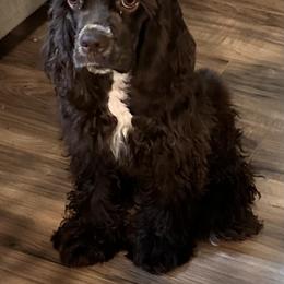 Cocker Spaniel Puppies from Anastasia Knight's Cocker Spaniels