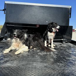 Border Collie puppies from Circle R Sidney