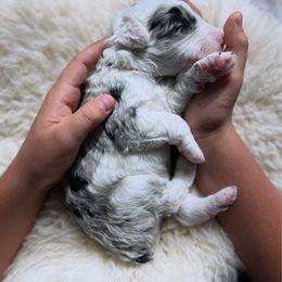 Cranberry - Blue merle and white male Sheepadoodle puppy in Vernonia, Oregon from Life Unleashed Farm