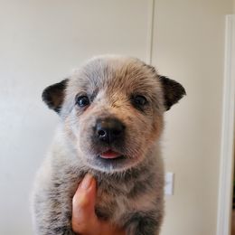 Plain faced blue - Blue speckled male Australian Cattle Dog puppy in Lenoir, North Carolina from Blue Coyote Ranch