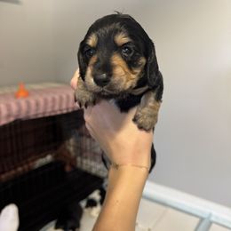 Prince - Black and tan male Dachshund puppy in Nashville, Arkansas from Dixies Dachshunds