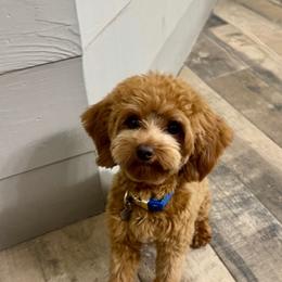 Stowy - Goldendoodle