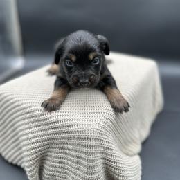 Remington - Black tri female Miniature Australian Shepherd puppy in Queen Creek, Arizona from Arizona Aussies