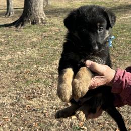 River - Black and tan male German Shepherd puppy in Stanardsville, Virginia from Majestic K9 LLC