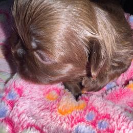 Mercedes - Chocolate female Shih Tzu puppy in San Tan Valley, Arizona from My Puppy Tzu