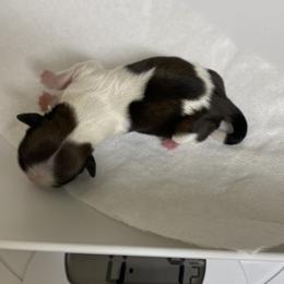 Shih Tzu Puppies from Willow Lane Shih Tzus