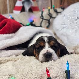 Flurry - Black brown and white female Basset Hound puppy in Valley, Washington from Peaceful Valley Paws