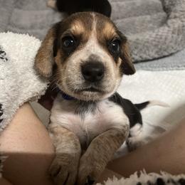 Blue Collar - Black tan and bluetick male Beagle puppy in Jasper, Texas from Beech Grove Beagles