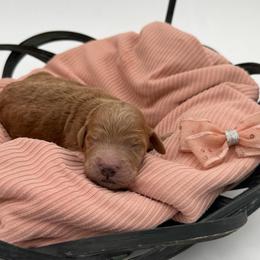 Rosie - Apricot female Goldendoodle puppy in Willacoochee, Georgia from Kitandkboodle's Doodles