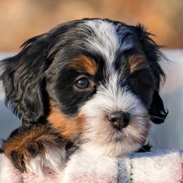 Dainty - Tri-color female Bernedoodle puppy in Cortez, Colorado from Sassy Pants Pups