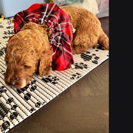 Tan - Red  male Poodle puppy in Summit, Mississippi from poodles and doodles llc