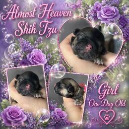 Girl - Liver female Shih Tzu puppy in Dallas, Texas from Almost Heaven Shih Tzu