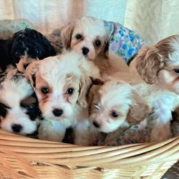 Cavapoo and Sheepadoodle Puppies from Kelley's Goldens Poodles and Doodles
