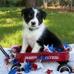 Panel clear - Black and white female Border Collie puppy in Nashville, Arkansas from Whisenhunt Farms