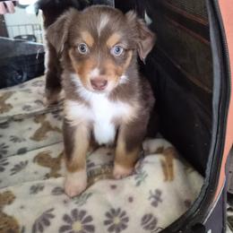 Shorty - Red tri-color male Miniature American Shepherd puppy in Marshfield, Missouri from Tntowne Miniature American Shepherds