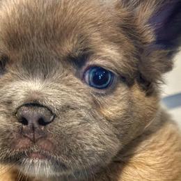 French Bulldogs from Fluffing Frenchies LLC