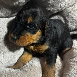 Miss Red - Black and tan female Airedale Terrier puppy in Mooresville, North Carolina from Farm 55