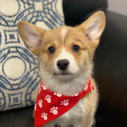 Waffles - Red female Pembroke Welsh Corgi puppy in Urbana, Ohio from Edgewood Farm and Kennel