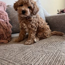 "F" Goldendoodle Puppies from C.P. Puppy Buddies