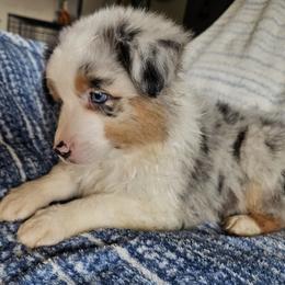 Maci - Blue merle Australian Shepherd puppy in Albany, Oregon from Red Cloud Australian Shepherds and DeGray Great Danes & Bulldogs
