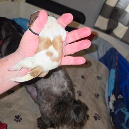 Gertie - Tricolor female Shih Tzu puppy in Cook County, Illinois from My Tzu Crew