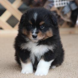 Card - Black tri-color male Australian Shepherd puppy in Circleville, Utah from Canyon Creek Aussies