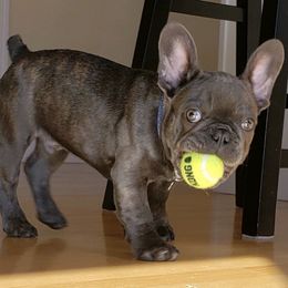 French Bulldogs and Goldendoodles from Doodles Golden