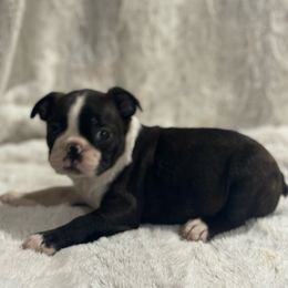 Boy 1 - Boston Terrier puppy from Muggin Bostons N Frenchies
