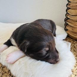 Rosie - Red tri-color female Australian Shepherd puppy in Zwingle, Iowa from Homestead Aussies & Doodles