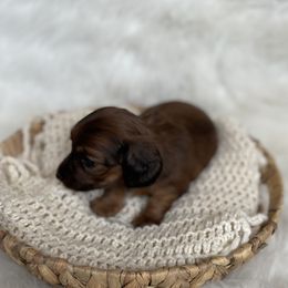 Dachshund Puppies from Woodland Doxies