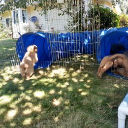 Golden Retriever Puppies from Hunnydew Goldens