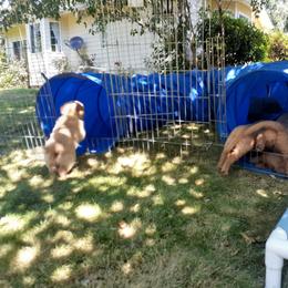 Golden Retriever Puppies from Hunnydew Goldens