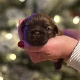 Boy 1 - Liver male Shih Tzu puppy in Kodak, Tennessee from Cutshall Babies