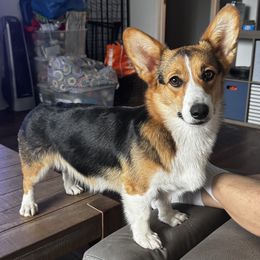 Carnitas - Pembroke Welsh Corgi