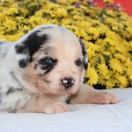 Thor - Blue merle male Miniature Australian Shepherd puppy in Goliad, Texas from Sassy Lil Aussies and Diamond W Poodles