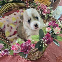 Amond joy - Red female Pembroke Welsh Corgi puppy in Walnut, Iowa from Michelle's House of Corgi's