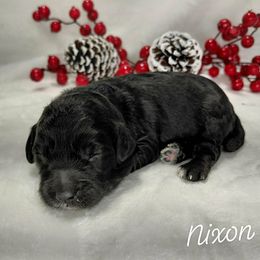 Nixon - Black male Goldendoodle puppy in Eau Claire, Wisconsin from Fisher River Doodle's