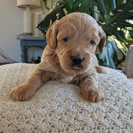 Boy 3 - male Cavapoo puppy in Almira, Washington from Cavapoo Cuddles