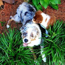 Waylon - Australian Shepherd