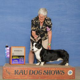 Cardigan Welsh Corgis from RavenSong Cardigans
