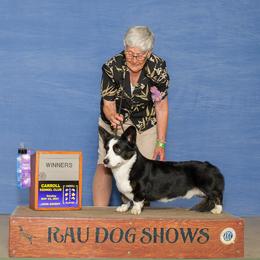 Cardigan Welsh Corgis from RavenSong Cardigans