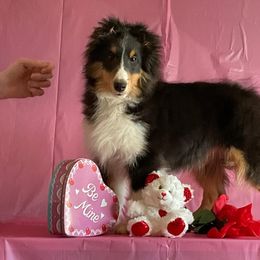 Boy 2 - Shetland Sheepdog puppy from Heaven’s Shelties
