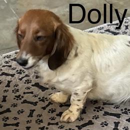 Dolly - Dachshund
