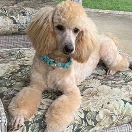 Poodle puppies from Beltane Bonnies