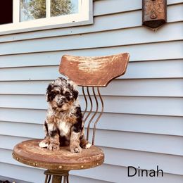 Dinah - Blue merle female Bernedoodle puppy in Spring Valley, Wisconsin from Filipiak Breeders