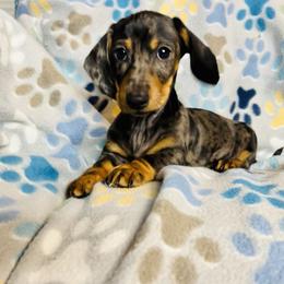 Dachshund Puppies from Mahzian Miniature Dachshunds