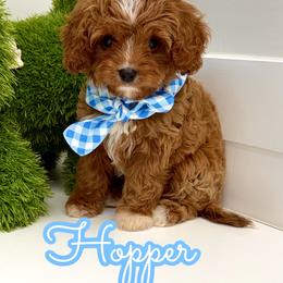Hopper - Red male Cavapoo puppy in Buford, Georgia from Petite Posh Puppies