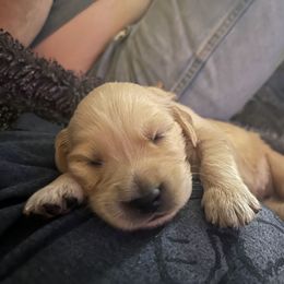 Yellow Girl - Golden female Golden Retriever puppy in Amissville, Virginia from Houston’s Golden Haven