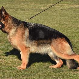 German Shepherd puppies from Free Indeed Shepherds